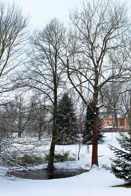 Fraxinus excelsior - jasan ztepilý - zimní habitus - strom vpravo (28)